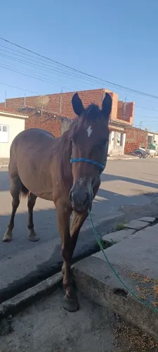 cavalo mestiço de quarto de milha