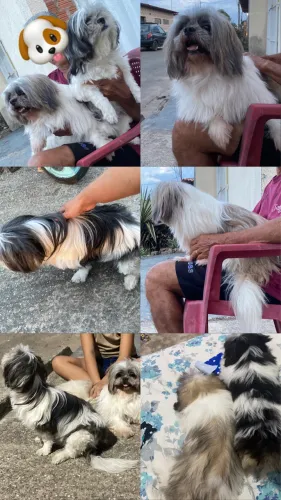 Filhotes de Shitzu para venda 