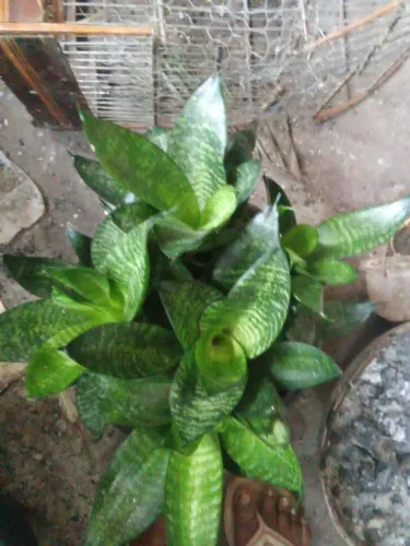 Plantas