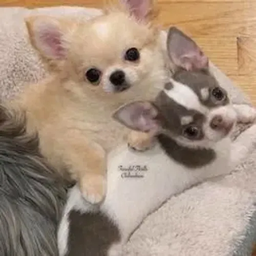 Chihuahua,Chihuahua Filhote Top Padrão da Raça