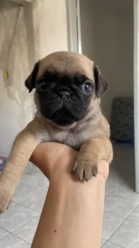 FILHOTE PUG