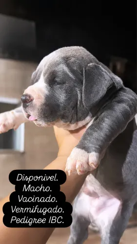 American bully filhotes