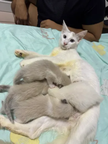 Gatinhos para doação