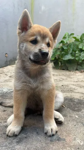 Filhote de Akita Inu à venda