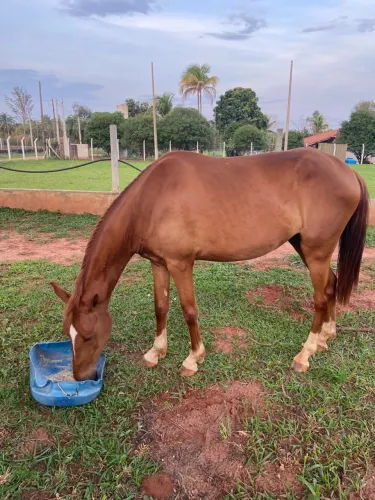 Égua Mansa a venda 