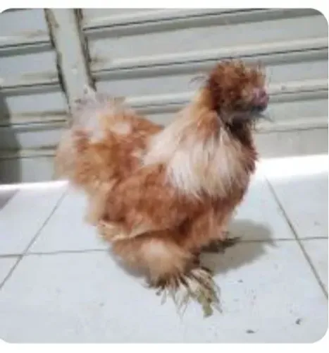 Casal de galinha sedosa