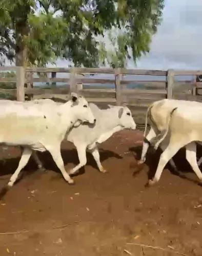 Agropecuária