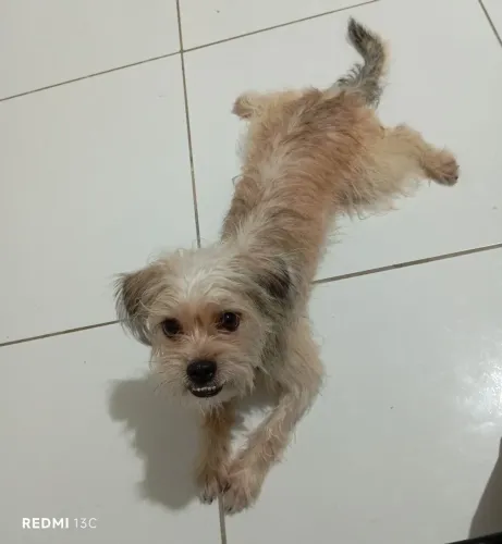 Cachorro 