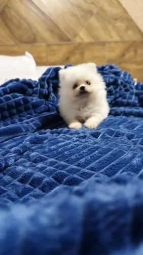 Spitz Alemão adorável e carinhoso