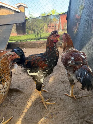 Vendo frangos GSB PUROS top