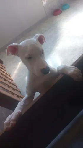 Pitbull macho para cruzar