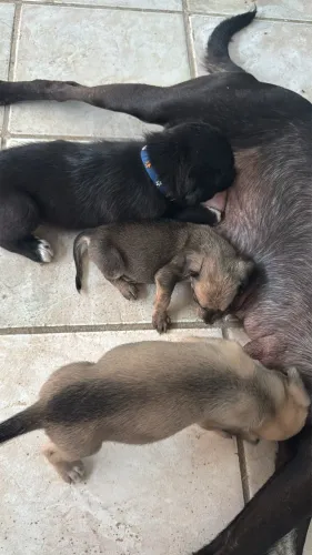 Cachorro para adoção sem raça 
