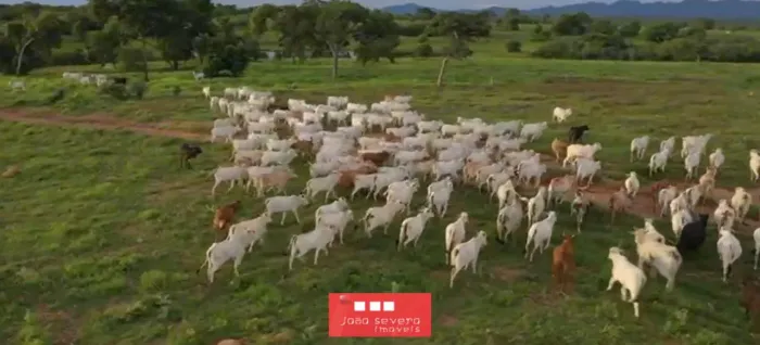 Fazenda para Venda em Arraias