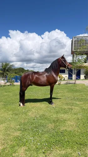 Cavalo 