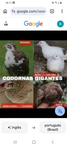 Codornas