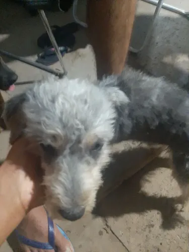 Vende se cachorro 