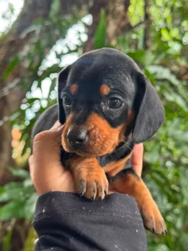 Filhote dachshrund PEDIGREE