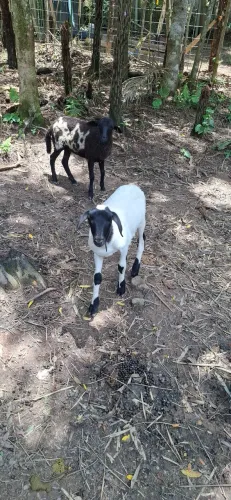 Carneiro Santa Inês/Dorper 90 dias em Parelheiros 