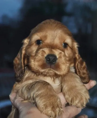 Cocker spaniel lindo e carinhoso