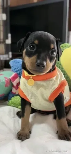 Neném meigo e dócil Pinscher/Pincher/Pinsher/Pintier
