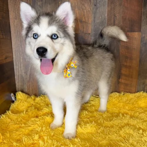 Husky Siberiano | Fale conosco no WhatsApp 