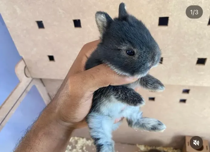 mini coelhos Netherland Dwarf Show disponíveis 