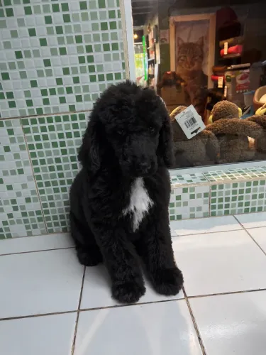 Filhote de poodle gigante macho