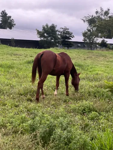 Cavalo QM direita