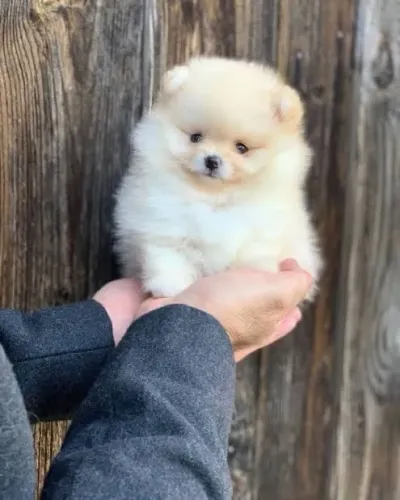 Filhotes de Lulu da Pomerania Spitz Alemão