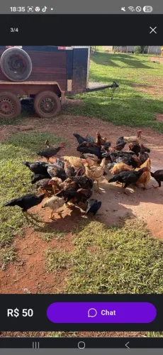 Lote de galos e galinha caipira