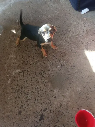 Cachorro macho porte pequeno