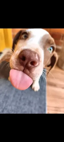 Pit Bull puro