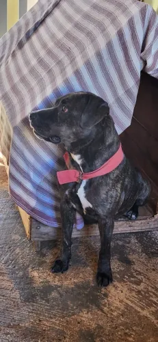 Adoção Responsável animal - Cachorro
