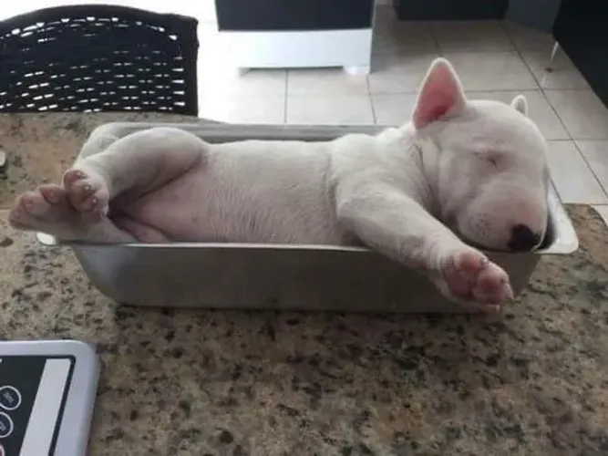 Bull Terrier Inglês Pronto pra Conquistar Seu Mundo