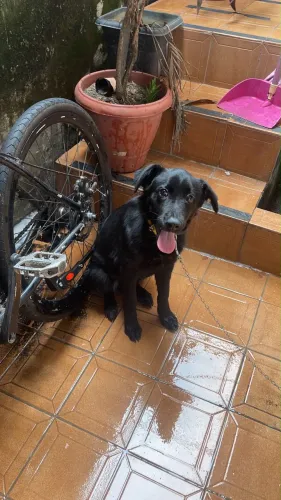 Adoção