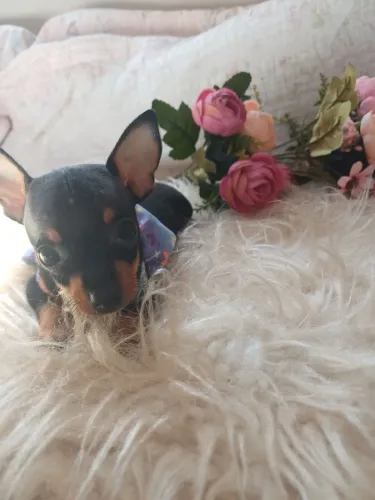 Filhote de pinscher fêmea zero