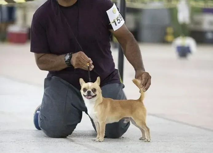 Chihuahua com pedigree 