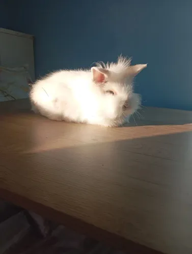 Coelho mini lion