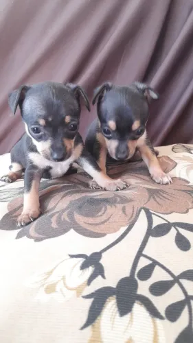 Pinscher 0 FÊMEA