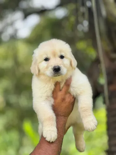 Golden Retriever | Entrega Facilitada