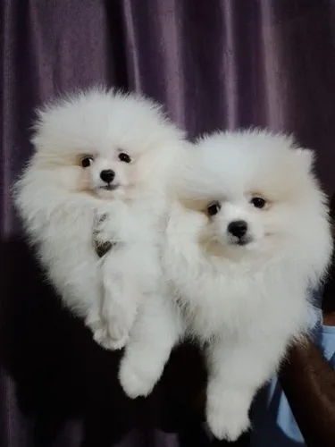 Spitz Alemão Lulu da Pomerania 