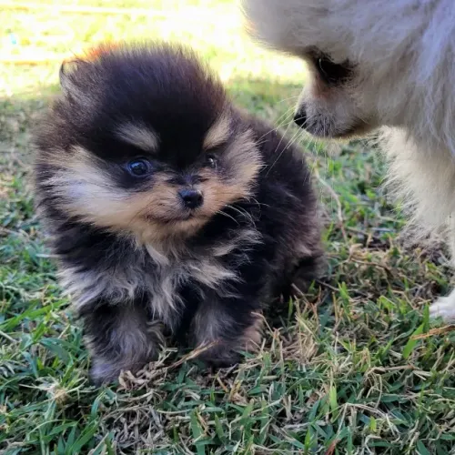 Spitz Alemão - Lulu da Pomerânia - Macho - Pedigree CBKC - 10x sem juros nos cartões