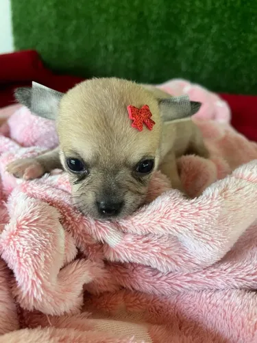 Chihuahua femea pelo curto