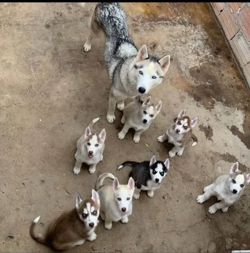 Filhote Husky Siberiano, O lar perfeito para um filhote? O seu!