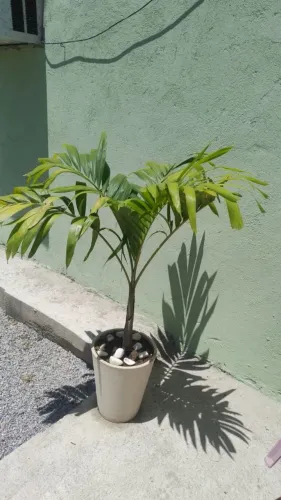 2 Palmeira 500,00 e uma por 275,00