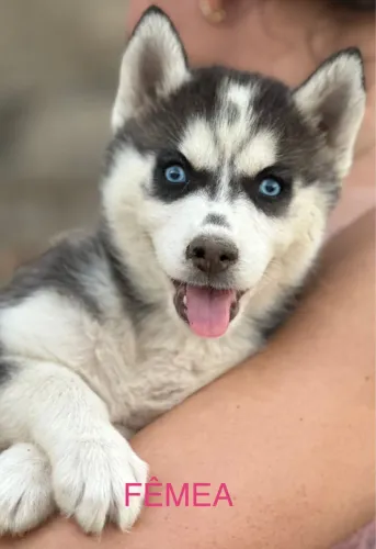 Husky siberiano asiático