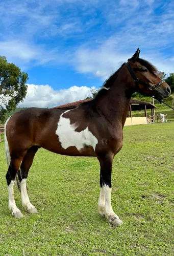 Vendo cavalos e éguas de PISTA e de cavalgada em até 30 parcelas 
