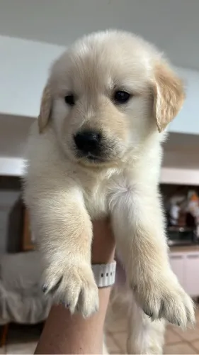 Golden retriever disponível