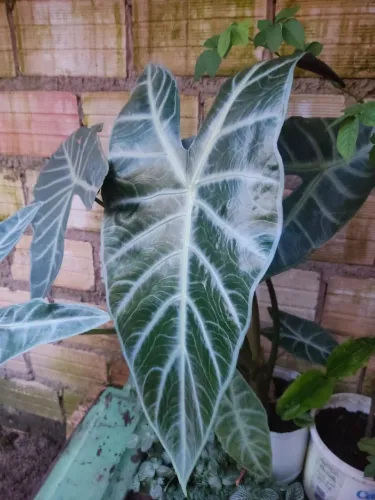 Alocasia Amazonica (Orelha de Elefante)