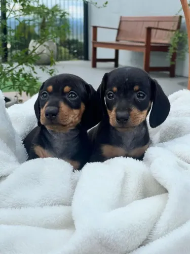 Filhotes de Dachshund Fofinhos à Venda!
